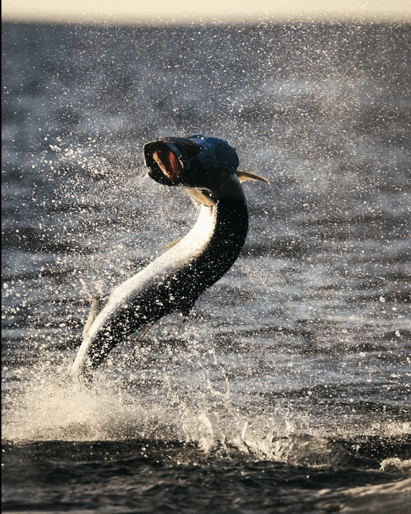 Tarpon jumping out of the water, showcasing splashes, during peak fishing season in the Florida Keys.